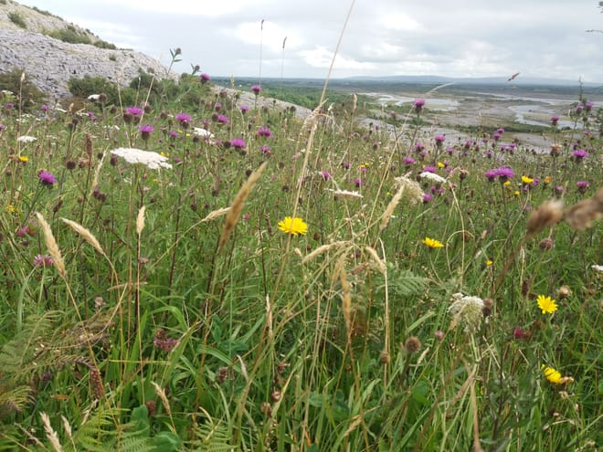 Spiritual walk within the Burren. Clare. Private guided. 4 hours 4