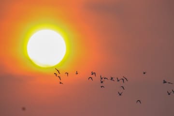 Birdwatching and Wildlife Safari in Colombo, Sri Lanka
