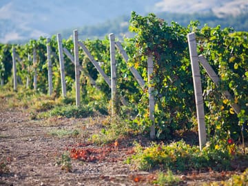 Pisco and Wine Tasting Tour in Ica, Peru