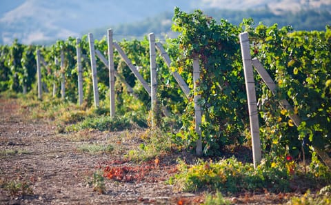 Pisco and Wine Tasting Tour in Ica, Peru