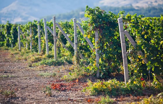 Ica-03 : Pisco and Wine Tasting Tour – Embarking on the Pisco Route