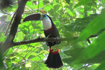 Explore Padre Abad Waterfalls on a Pucallpa Adventure Tour