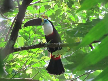 Pmal-05 : Unveil Amazon’s Secrets: 4 Days of Macaw Bliss
