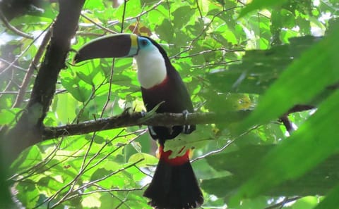 Explore Padre Abad Waterfalls on a Pucallpa Adventure Tour
