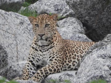 Jawai Leopard Safari & Ranakpur Tour from Jodhpur