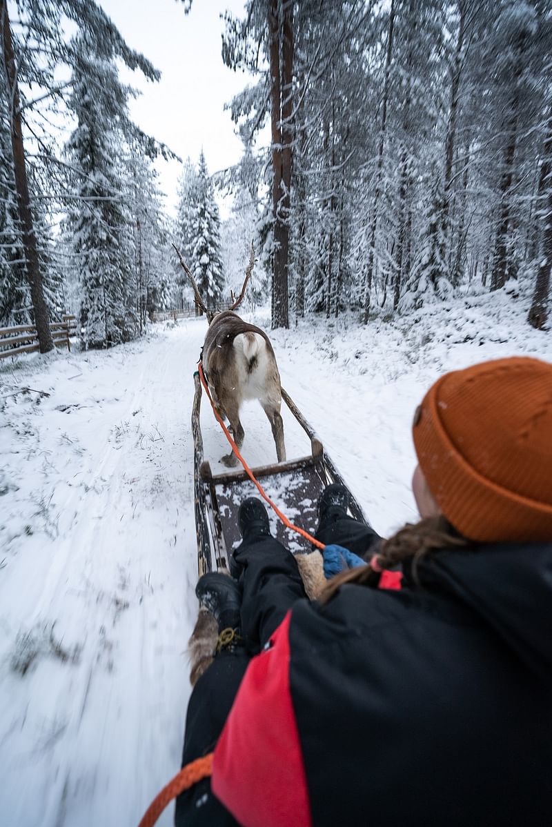 reindeer sled ride