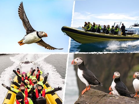 Puffin Tour by RIB Speedboat from Downtown Reykjavik