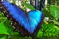 Dubai Miracle Garden and Butterfly Garden Tickets 8