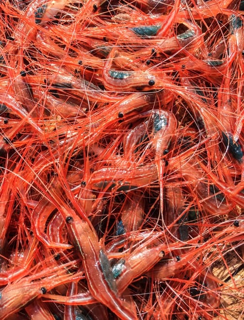 Deep Sea Fishing: A Private, Long-Line Fishing Experience for Red Snappers in Santorini island photo 6