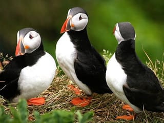 Puffin Tour by RIB Speedboat from Downtown Reykjavik, photo 6