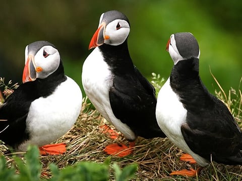 Puffin Tour by RIB Speedboat from Downtown Reykjavik, photo 6