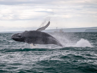 Húsavík: Small-Family Run, Responsible Whale Watching, photo 28