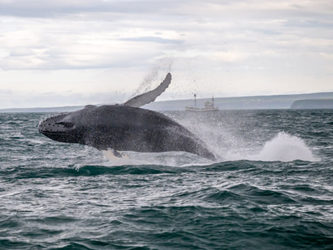 Húsavík: Whale Watching Tour with Heated Indoor Seating, photo 28
