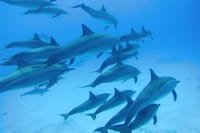 Dolphin House Reef Snorkeling Adventure &amp; Transfers – Marsa Alam