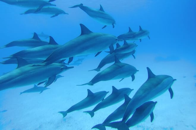 Dolphin House Reef Snorkeling Adventure &amp; Transfers – Marsa Alam