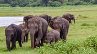 2 Day Udwalawa Safari Tour 2