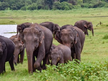 Two-Day Udawalawe National Park Safari from Colombo