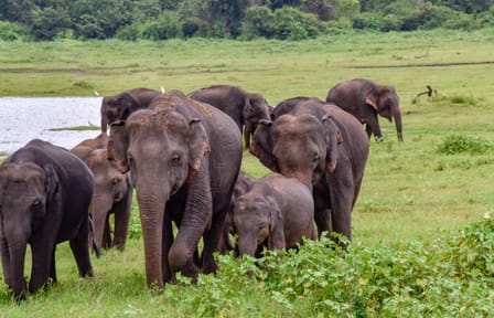 2 Day Udwalawa Safari Tour