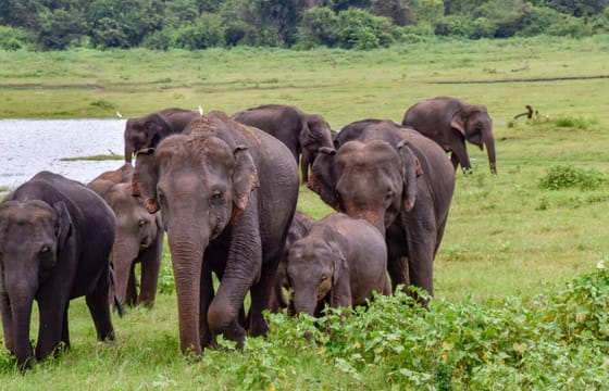 2 Day Udwalawa Safari Tour