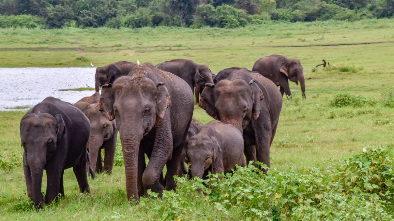 2 Day Udwalawa Safari Tour 2