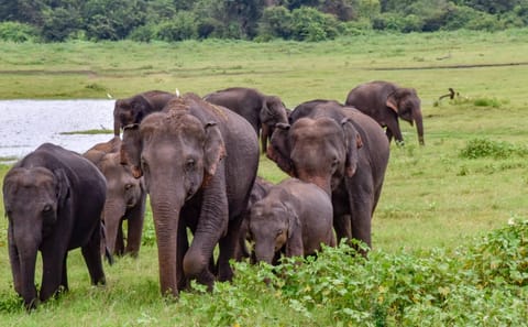 Two-Day Udawalawe National Park Safari from Colombo
