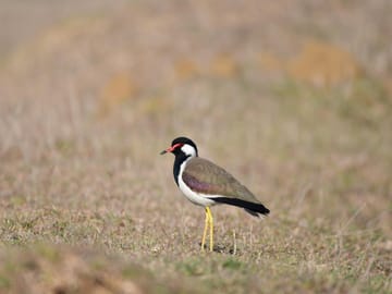 4-Day Wild Mewar & Jawai Leopard Safari Tour
