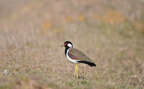 4-Day Wild Mewar & Jawai Leopard Safari Tour