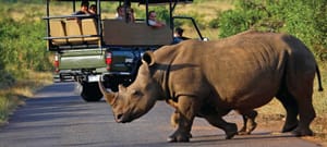 Full Day Game Drive in Kruger National Park