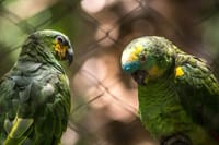 Birds Park