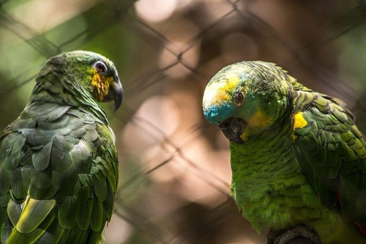 Birds Park