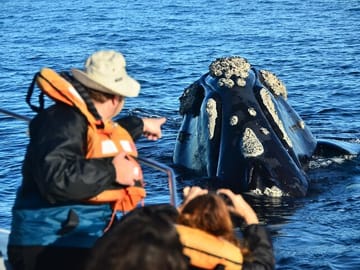 Peninsula Valdes and Whale Watching Tour from Puerto Madryn