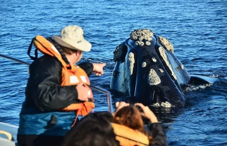Peninsula Valdes Tour from Puerto Madryn With optional Whale Watching