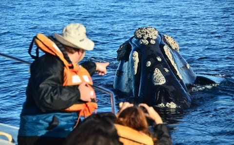 Peninsula Valdes and Whale Watching Tour from Puerto Madryn