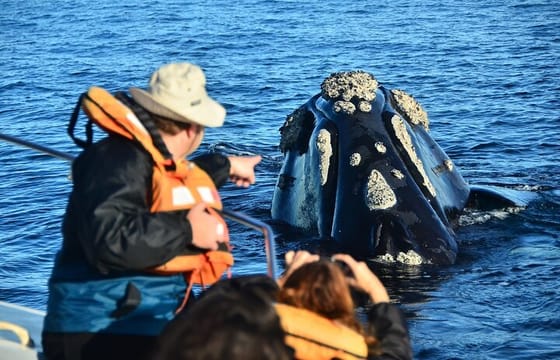 Peninsula Valdes Tour from Puerto Madryn With optional Whale Watching