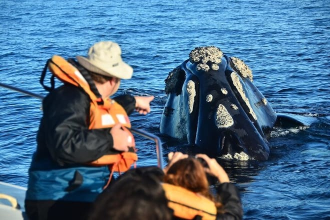 Peninsula Valdes Tour from Puerto Madryn With optional Whale Watching photo 2