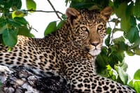 Exclusive full day Chobe game drive safari 9