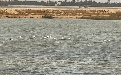 Private 3-Day Sahara Safari at Siwa Oasis from Cairo