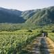 Emiliana Vineyard
