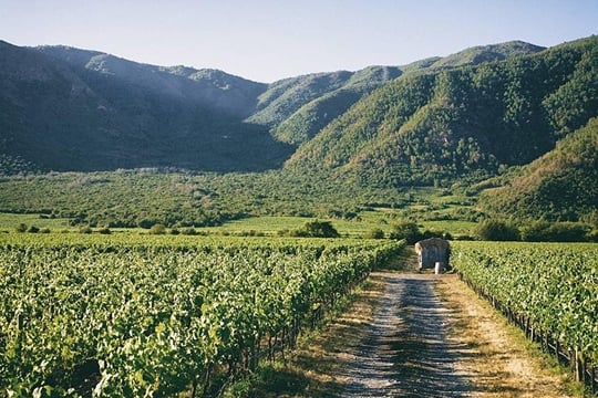 Full Day Guided Trip to Casablanca Valley - Visit to 2 Vineyards