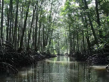 mangrove area