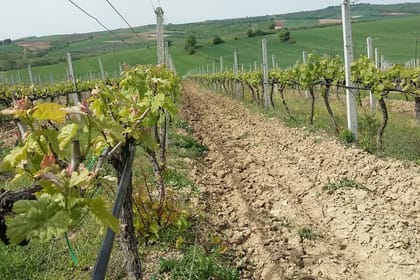 Wine road of Macedonia, Greece