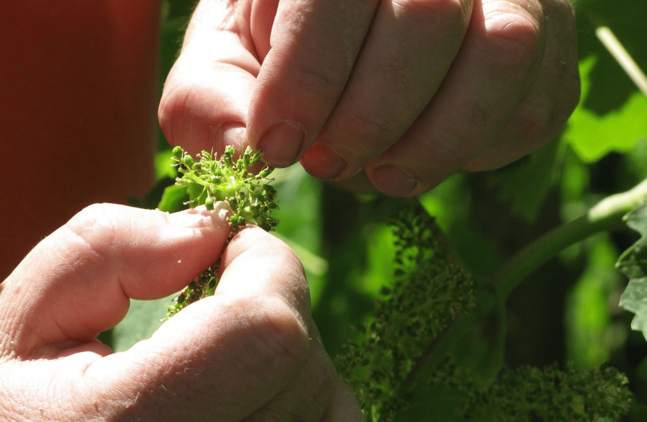 Winery Tour & Tasting on Padua Hills 7