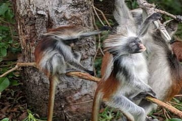 Zanzibar Prison Island, Jozani Forest and Salaam Cave Sea Turtles