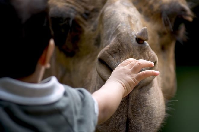 Camel Ride Tour in Marrakech 10