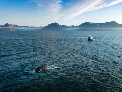 Whale Watching Ísafjörður , photo 6