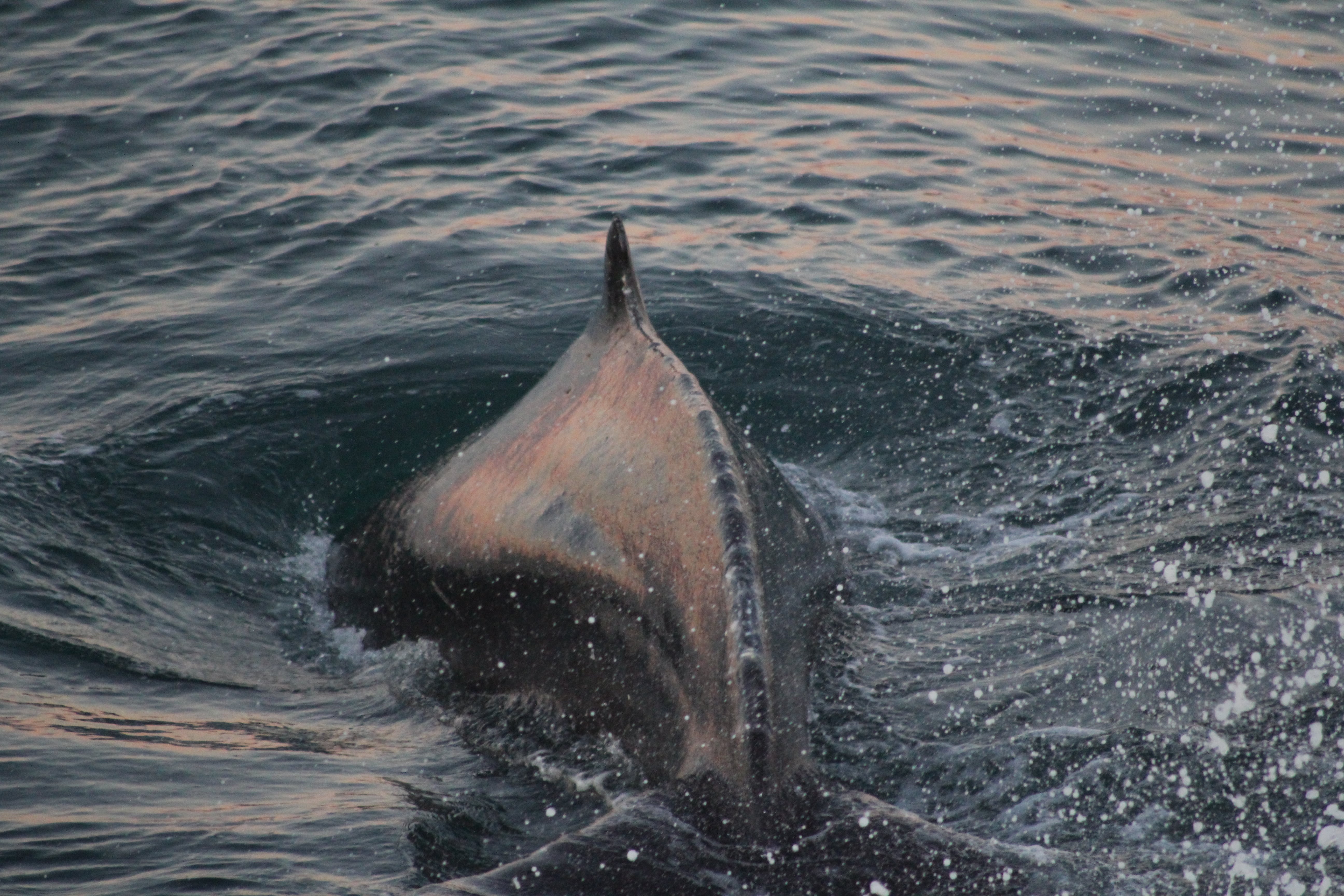 Close-up of a whale surfacing in Icelandic waters during a whale watching excursion.