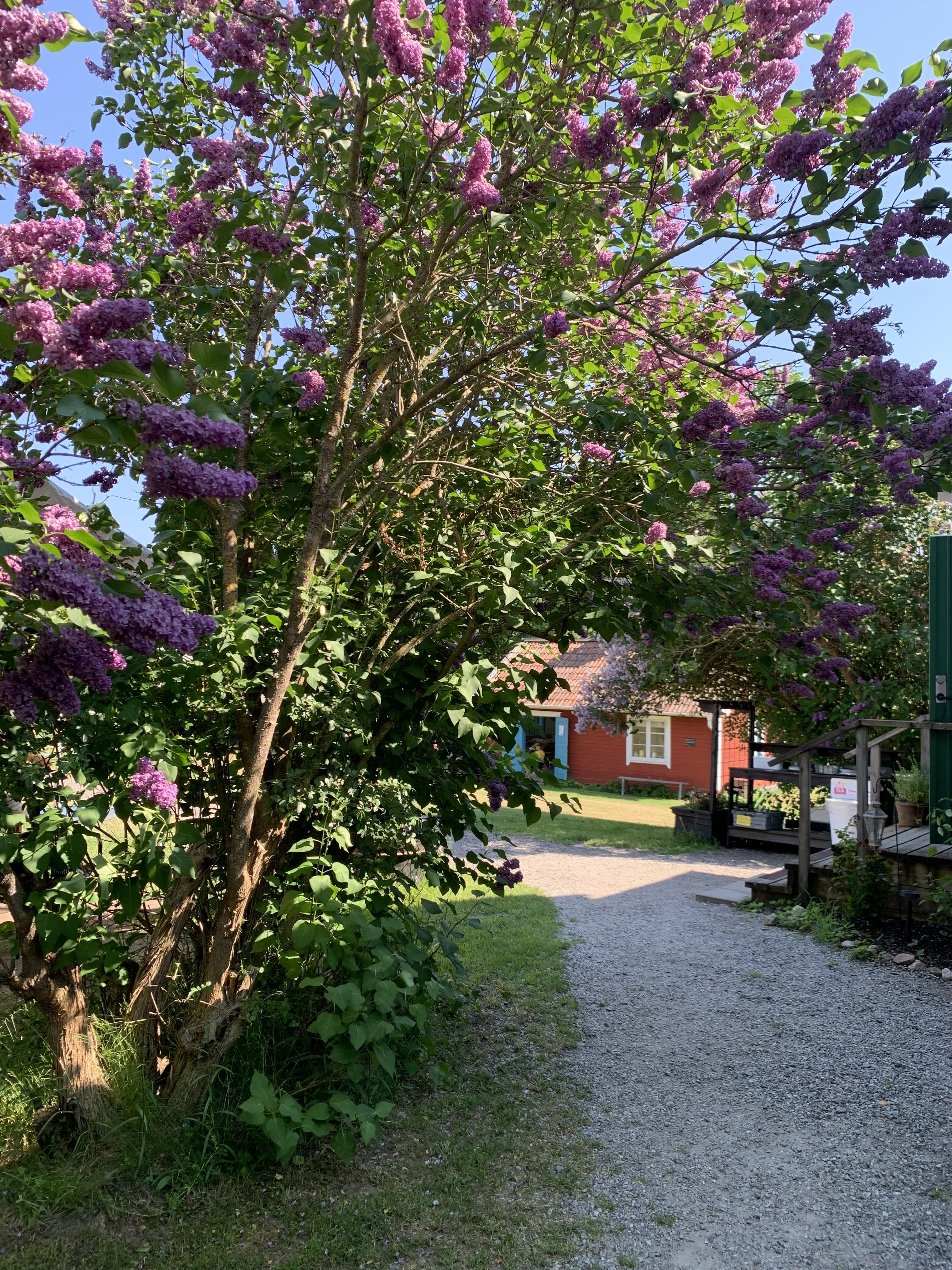 Pathway lined with blooming purple lilac bushes leading to a red wooden building under a clear blue sky.