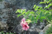 St Lucia Northern Island Tour 1