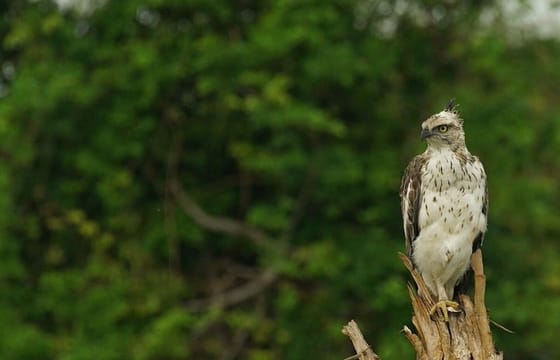 Udawalawa National Park Safari Tour From Ella