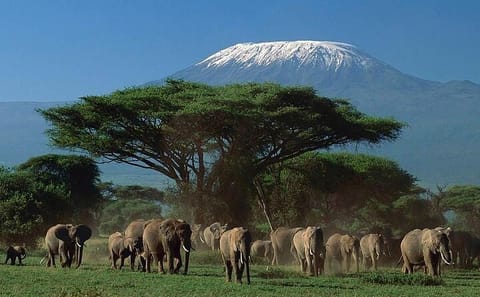 4-Day Safari Adventure in Amboseli National Park, Kenya